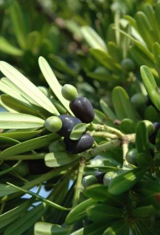 羅漢松養護技巧