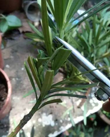 羅漢松嫁接方法 羅漢松嫁接方法