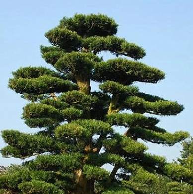 羅漢松園藝設計 羅漢松園藝設計