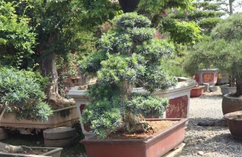 羅漢松冬季防寒