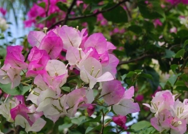 九重葛鐵肥 九重葛鐵肥