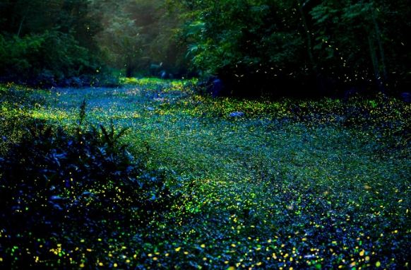 螢火蟲觀賞技巧