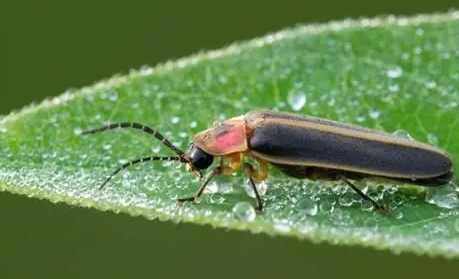 台灣螢火蟲季節