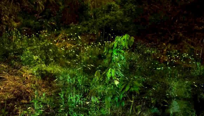 螢火蟲觀賞住宿 螢火蟲觀賞住宿