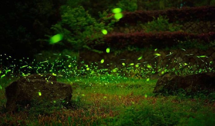 台灣螢火蟲觀察