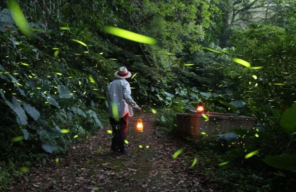 台灣螢火蟲季節