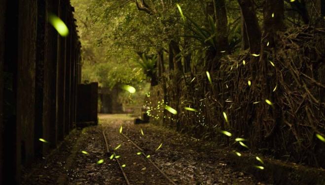 螢火蟲觀賞季節
