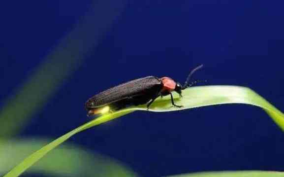 螢火蟲觀賞指南