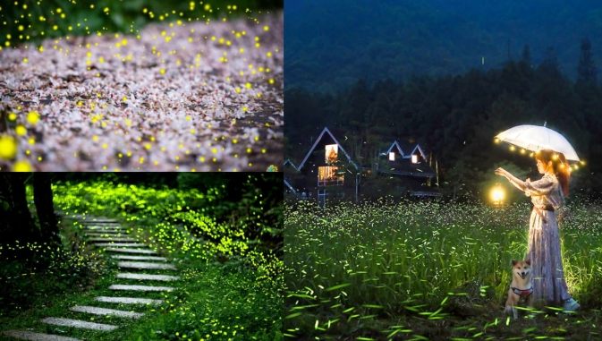 苗栗螢火蟲季節