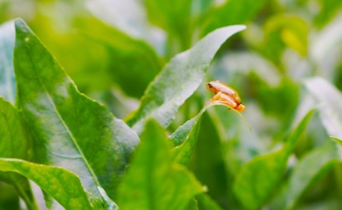 螢火蟲保護注意事項