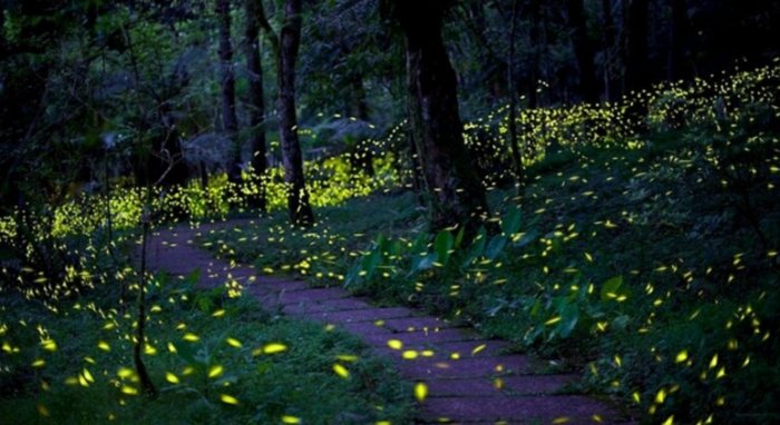 螢火蟲出現時間