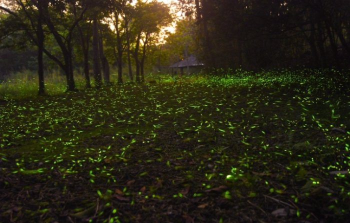 台灣螢火蟲圖鑑