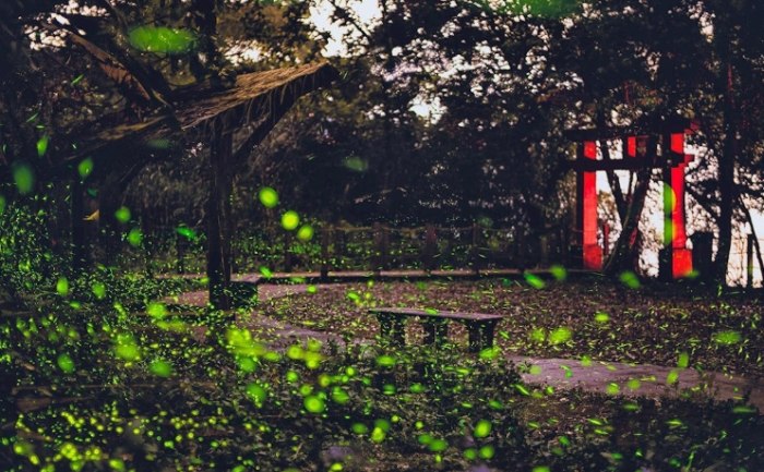 北部螢火蟲住宿 北部螢火蟲住宿