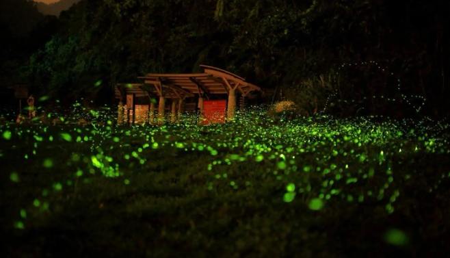 苗栗螢火蟲季節