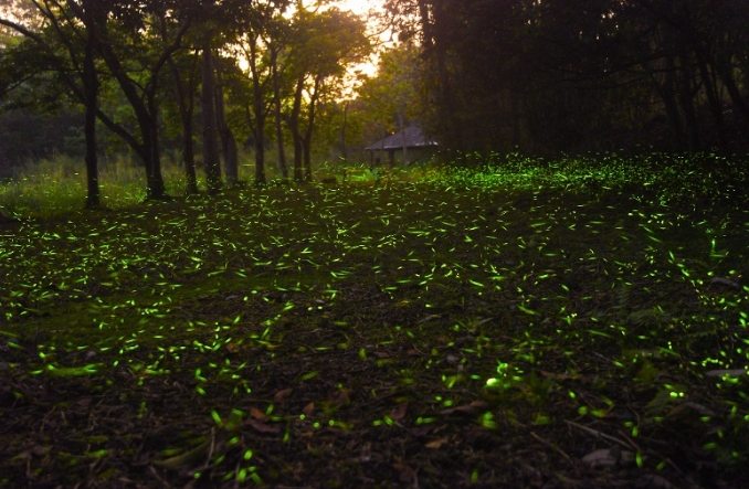 台灣螢火蟲觀賞