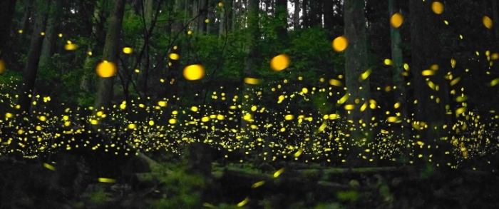 螢火蟲季節台北