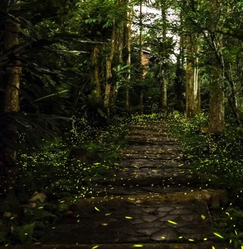 台灣螢火蟲觀賞