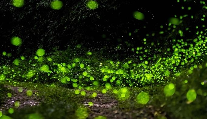 東勢林場螢火蟲