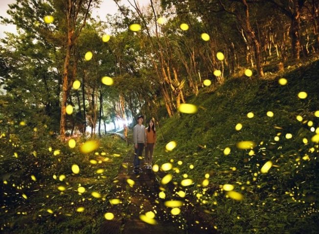 螢火蟲攝影技巧