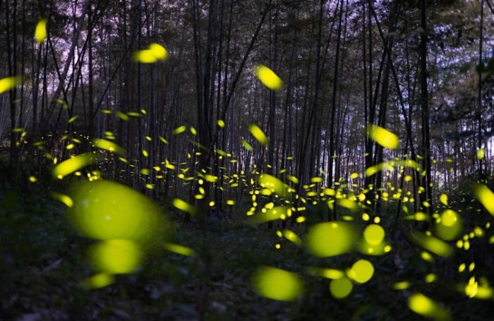 螢火蟲觀賞須知