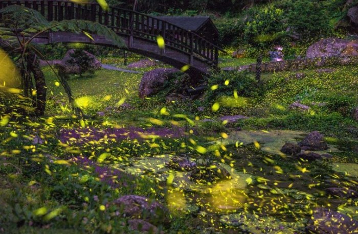 螢火蟲觀賞地點