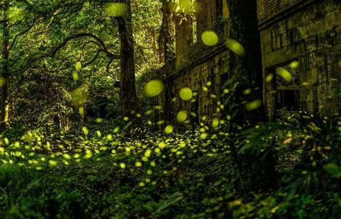 台灣螢火蟲觀察