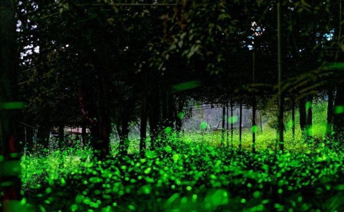 台灣北部生態住宿 台灣北部生態住宿