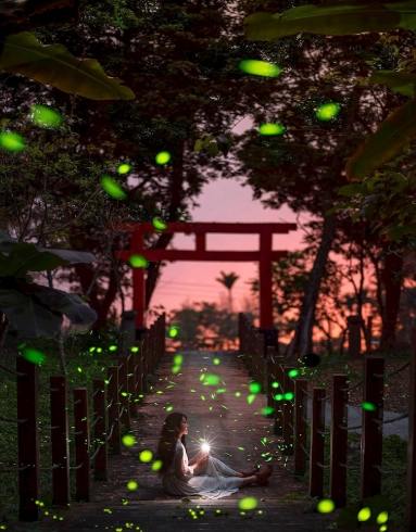 螢火蟲觀賞指南