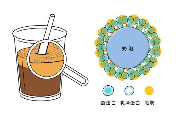 蛋白質發泡機制