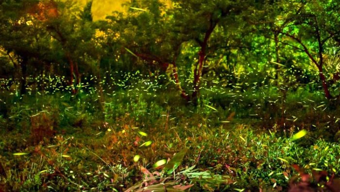 台灣北部生態住宿 台灣北部生態住宿