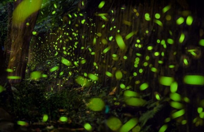 台灣螢火蟲觀察