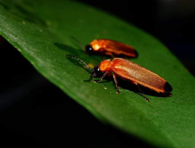 螢火蟲觀賞指南