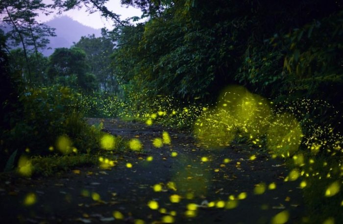 台灣螢火蟲季節