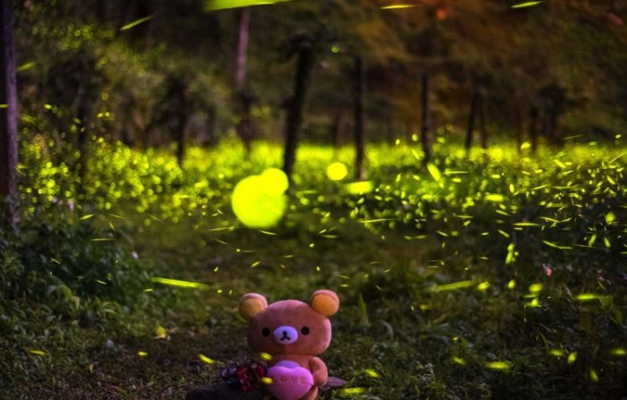 螢火蟲觀賞住宿 螢火蟲觀賞住宿