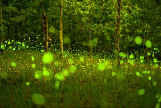 台灣螢火蟲季節