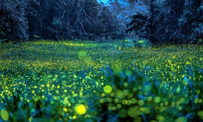 台灣螢火蟲季節