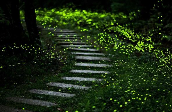 螢火蟲觀賞技巧