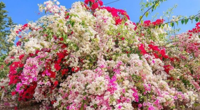 九重葛修剪技巧