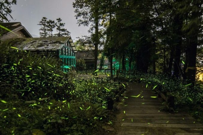 東勢林場螢火蟲