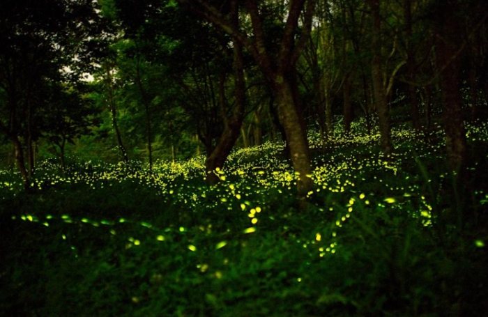 螢火蟲保護注意事項