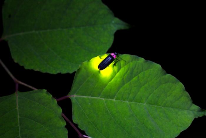 手機夜間攝影設定