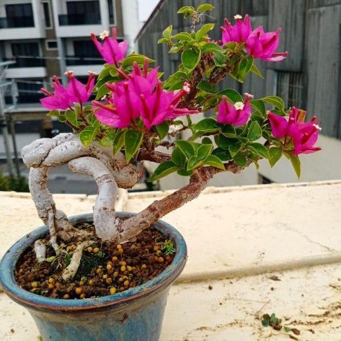 九重葛過敏症狀