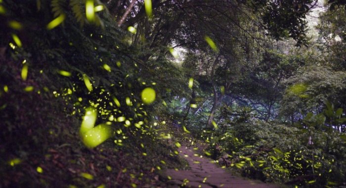 螢火蟲觀賞時間