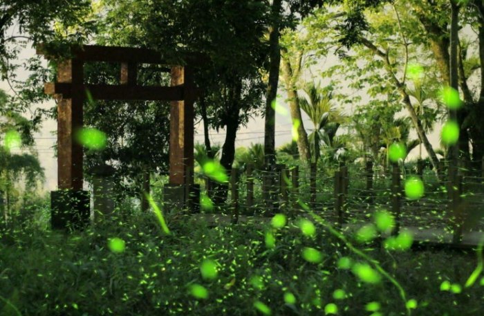 螢火蟲觀賞指南