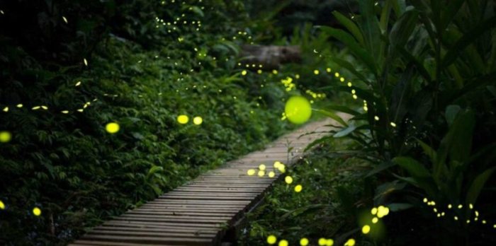 螢火蟲出現時間