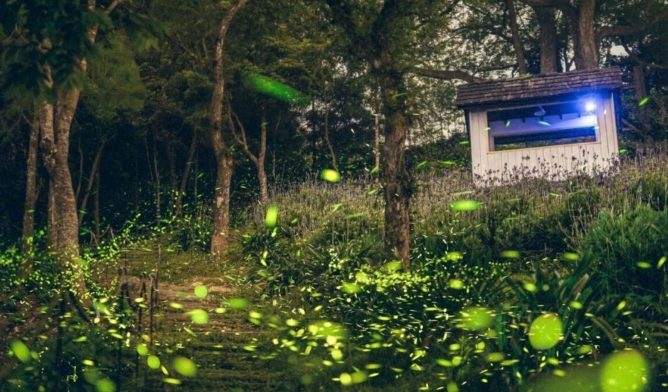 苗栗螢火蟲季節