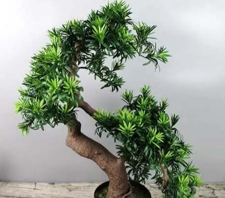 羅漢松陽光需求