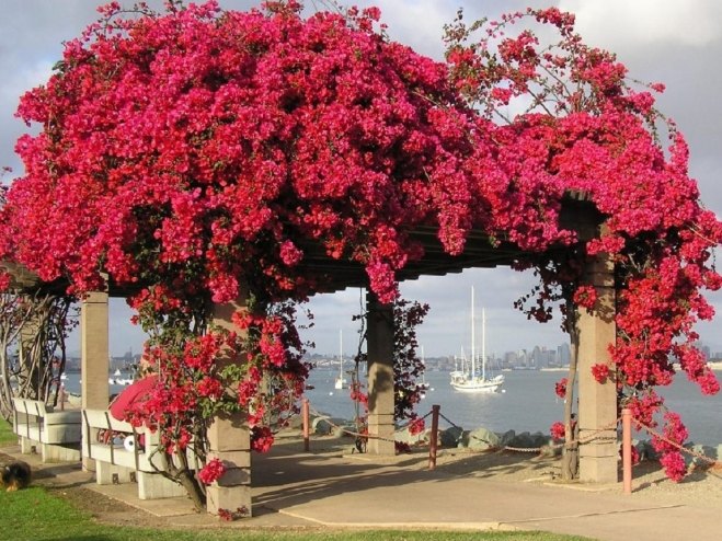 九重葛園藝設計