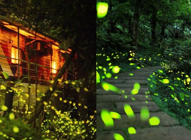 螢火蟲觀賞地點