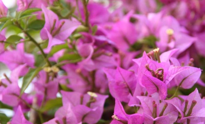 九重葛刺處理 九重葛刺處理